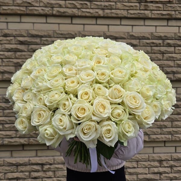 Роза белая 151шт.